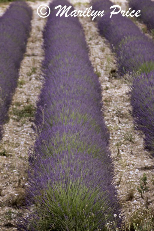 Lavender fields near Apt, France