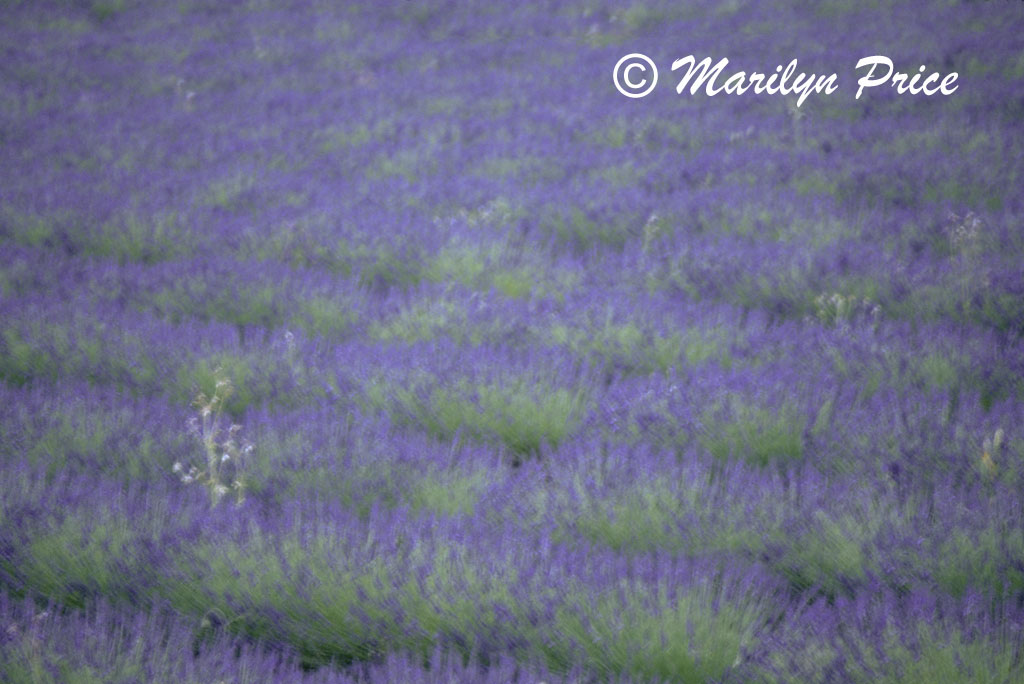 Lavender fields near Apt, France