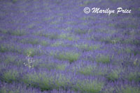 Lavender fields near Apt, France