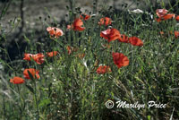 Roadside poppies, Menerbes, France