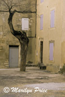 Dead tree in a courtyard, Menerbes, France