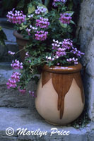 Flowerpot on the steps, Menerbes, France