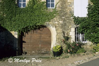 Vine covered garage door, Menerbes, France