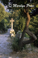 Cross and twisted tree, Oppede la Vieux, France