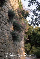 Flowers growing out of the town wall, Oppede la Vieux, France