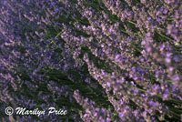 Lavender, Oppede la Vieux, France