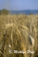 Wheat field near Rousillon, France