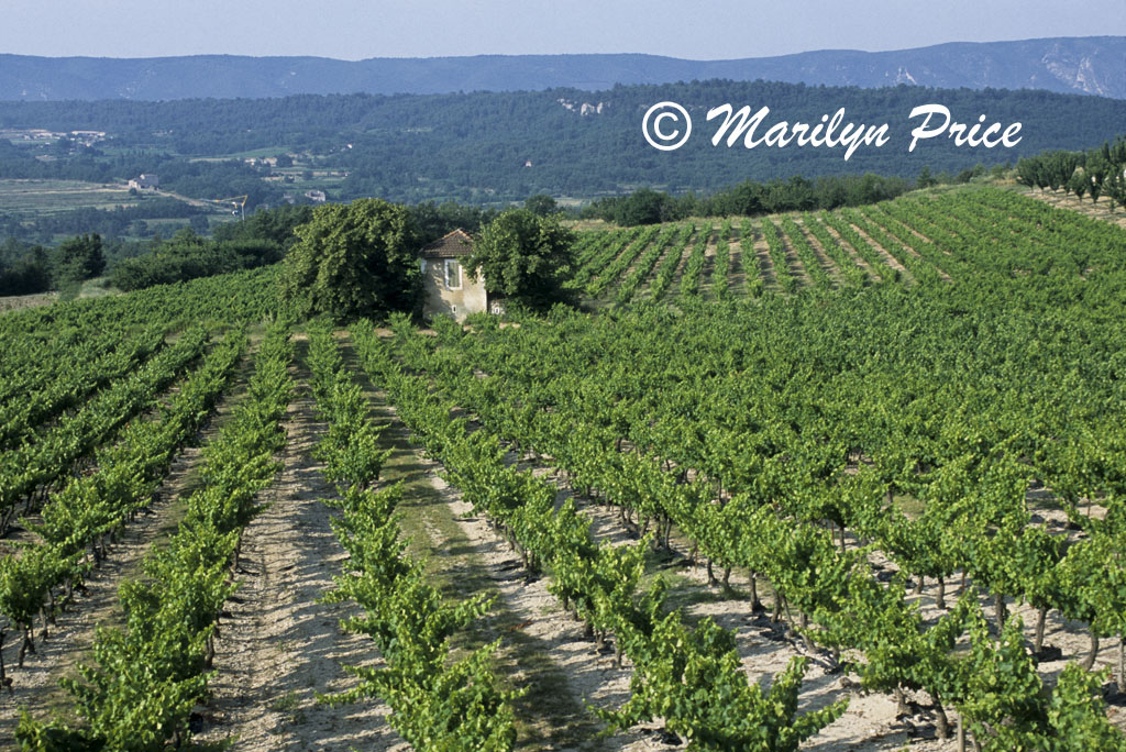 Vineyard near Goult, France