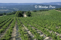 Vineyard near Goult, France