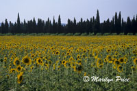 A field of sunflowers near Mas Blanc, France