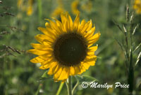 A field of sunflowers near Mas Blanc, France