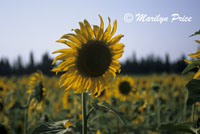 A field of sunflowers near Mas Blanc, France