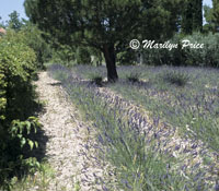 Lavender, St. Remy de Provence, France