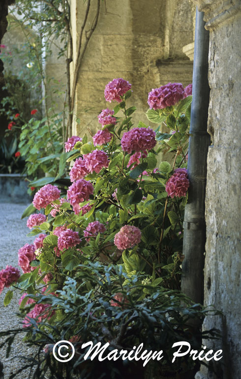 Cloister of Maisson de Sainte St. Paul, St. Remy du Provence, France