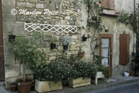 Flowers in front of a house, St. Remy de Provence, France