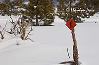 Snowshoe path marker