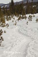 Snowshoe path through the trees