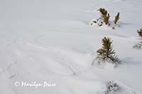 Pine branch and snow patterns