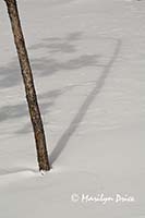 Branches and shadows on the snow