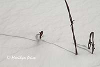 Loops of barb wire form shadows in the snow