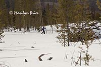 Cross country skier on the trail