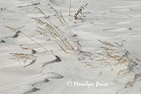 Grass and snow 