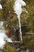 Icicle and pine cone in a pine tree