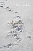 Grass and patterns in the snow