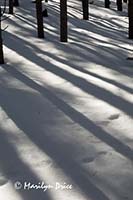 Tree shadows and snow