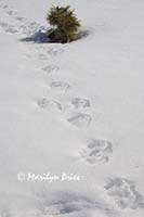 Animal tracks in the snow