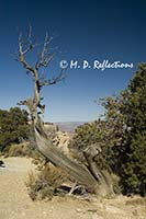 Dead trees frame the view from Maricopa Point, Grand Canyon National Park, AZ