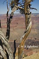 Stark tree limbs frame the view from Maricopa Point, Grand Canyon National Park, AZ