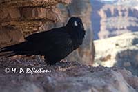 Raven poses, South Kaibab Trail, Grand Canyon National Park, AZ