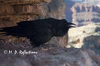 Raven poses, South Kaibab Trail, Grand Canyon National Park, AZ