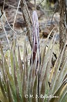 Utah Agave (Agave utahensis)