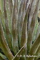 Utah Agave (Agave utahensis)