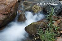 Bright Angel Creek along the North Kaibab Trail, Grand Canyon National Park, AZ