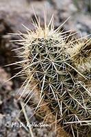 Engelmann Hedgehog (Echinocereus engelmannii)