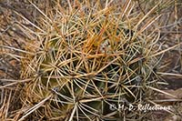 Barrel cactus