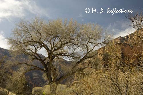 Cottonwood and canyon rim, Indian Garden, Grand Canyon National Park, AZ