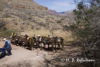 Mules waiting while their riders take a break, Indian Gardens, Grand Canyon National Park, AZ