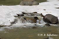 The Animas River, CO