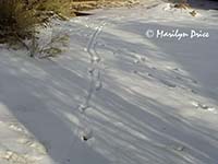 Shadows and tracks in the snow, Grand Canyon National Park, AZ