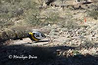 Helicopter landing near the Colorado River near Phantom Ranch, Grand Canyon National Park, AZ