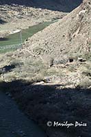 Helicopter landing near the Colorado River near Phantom Ranch, Grand Canyon National Park, AZ