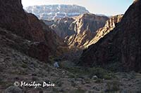 Cottonwoods of Phantom Ranch and the cliffs of the South Rim, Clear Creek Trail, Grand Canyon National Park, AZ