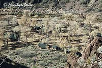 Phantom Ranch from Phantom Overlook, Clear Creek Trail, Grand Canyon National Park, AZ