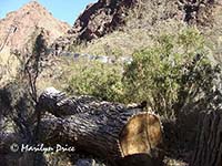 Tibetan prayer flags at Phantom Ranch, Grand Canyon National Park, AZ