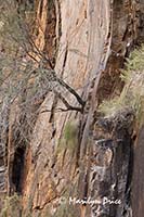 Bush growing out of the canyon wall, North Kaibab Trail, Grand Canyon National Park, AZ