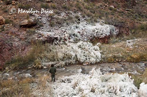 Ice from water main break, North Kaibab Trail, Grand Canyon National Park, AZ